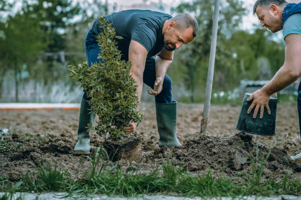 The Steps Involved in Our Tree Care Process in Heber, CA